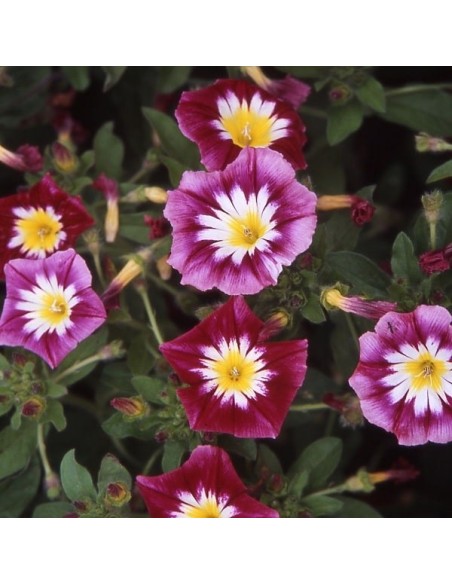 Convolvulus tricolor Rouge (Belle de jour)