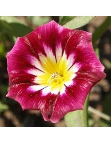 Convolvulus tricolor Rouge (Belle de jour)