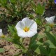 Graines Convolvulus tricolor blanc (Belle de jour)