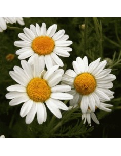Graines Anthemis nobilis (Camomille romaine) 2