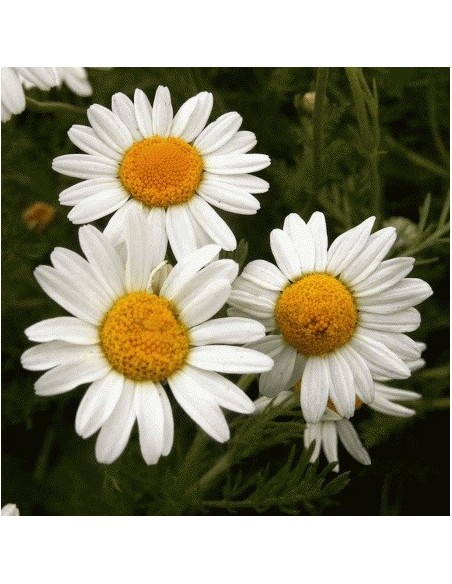 Graines Anthemis nobilis (Camomille romaine)