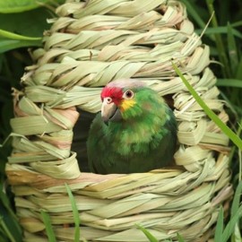 Nid en paille tressé à la main