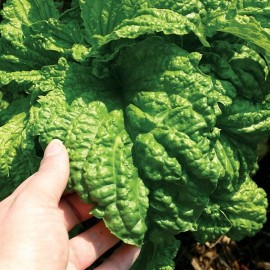 Basilic à feuille de laitue