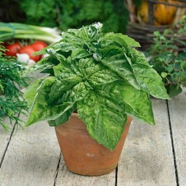 Basilic à feuille de laitue