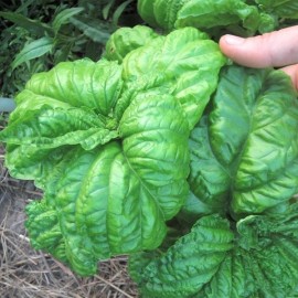 Basilic à feuille de laitue