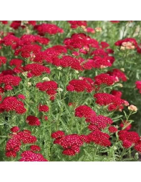 Achillea millefolium Cerise Queen (Achillée)