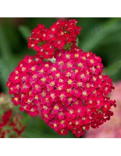 Achillea millefolium Cerise Queen (Achillée) 2