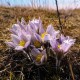 Anemone patens wolfgangiana (Crocus des prairies)