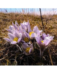 Anemone patens wolfgangiana (Crocus des prairies) 2