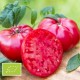 Kit futé - Des Tomates pour Ma Région n°3 - SPECIAL Climat tropical