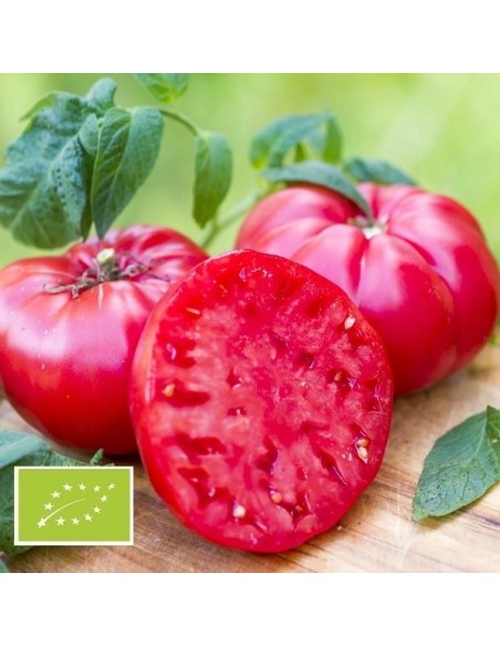 Kit futé  - Des Tomates pour Ma Région n°3 - SPECIAL Climat tropical