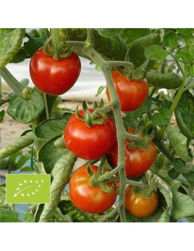 Kit futé  - Des Tomates pour Ma Région n°3 - SPECIAL Climat tropical