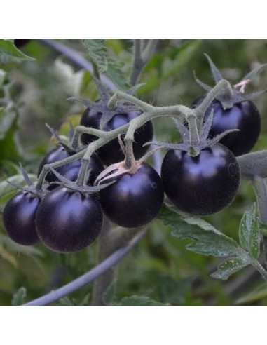 Kit futé  - Des Tomates pour Ma Région n°3 - SPECIAL Climat tropical