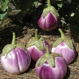 Aubergine 'Rosa Bianica'