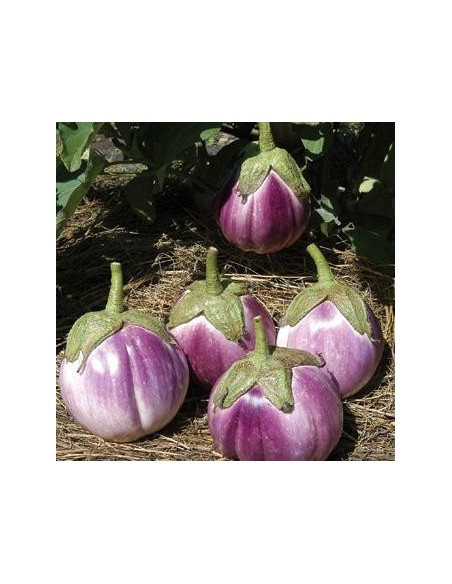 Aubergine 'Rosa Bianica'