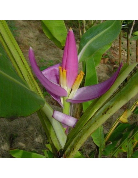 Musa ornata purple (Bananier ornemental à fleur violette)