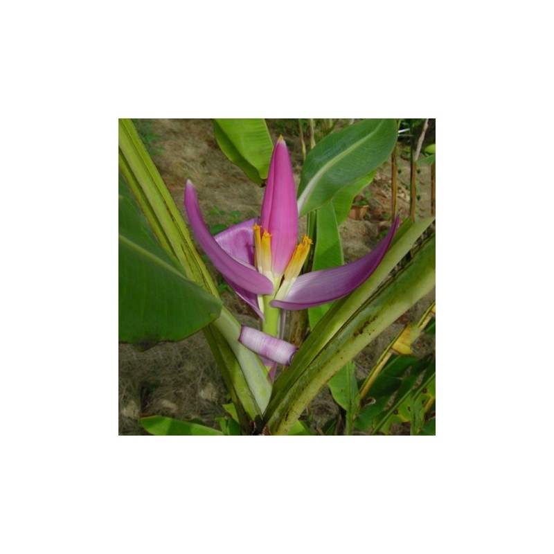 Graines Bananier d'ornement à fleur violette (Musa ornata)