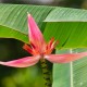 Musa ornata pink (Bananier ornemental à fleur rose)