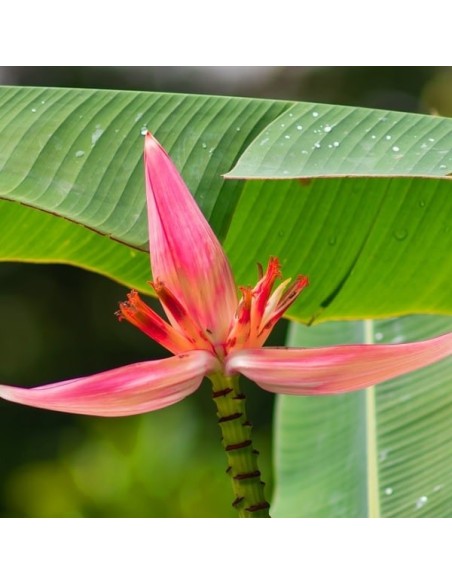 Musa ornata pink (Bananier ornemental à fleur rose)