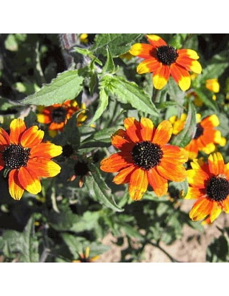 Graines Echinacea, Rubeckia 'tribola variation'(Echinacée)