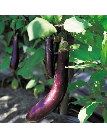 Graines Aubergine longue violette hâtive