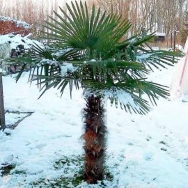 Trachycarpus fortunei (Palmier chanvre)