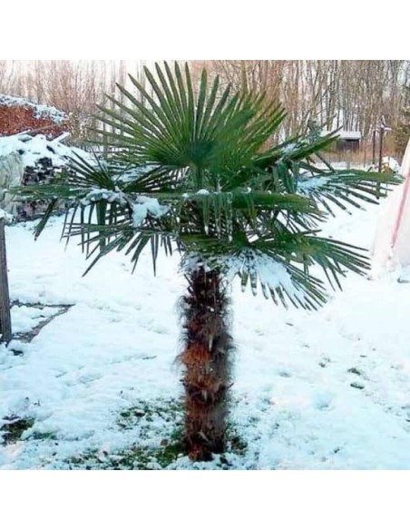 Trachycarpus fortunei (Palmier chanvre)
