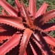 Aloe cameronii v. dedzana (Succulente)