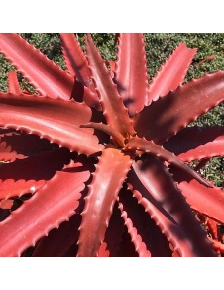Aloe cameronii v. dedzana (Succulente)