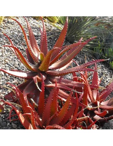 Aloe cameronii v. dedzana (Succulente)