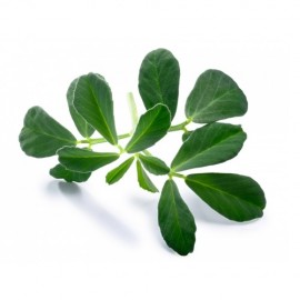 Fenugrec (Trigonelle)