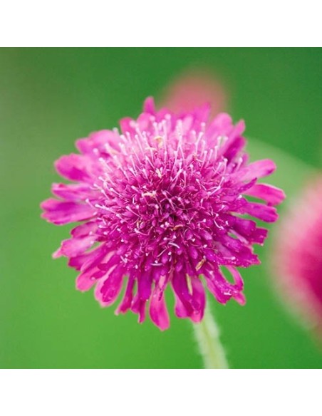 Knautia macedonica Melton Pastels 