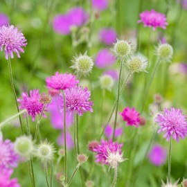 Knautia macedonica Melton Pastels 