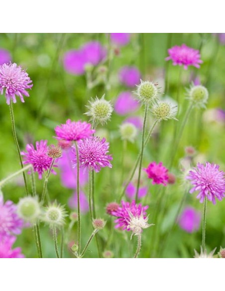 Knautia macedonica Melton Pastels 