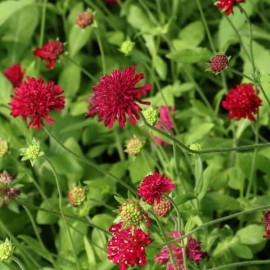 Knautia macedonica Red Knight