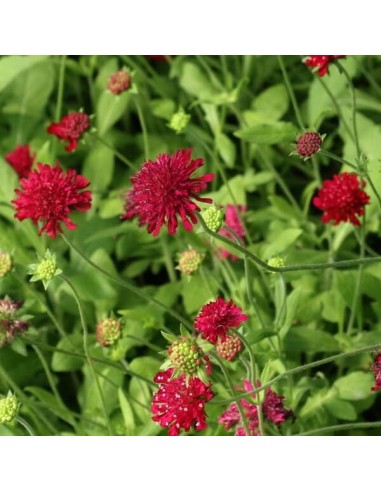 Knautia macedonica Red Knight