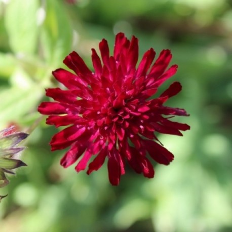 Très Longue Saison De Floraison Knautia macedonica rouge scabieux Hardy abeilles 9 cm