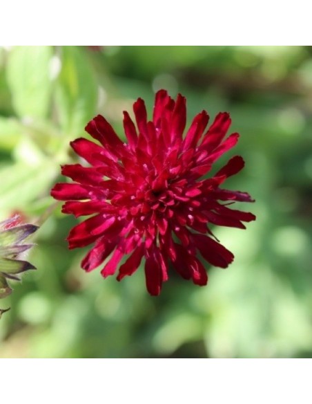 Knautia macedonica Red Knight