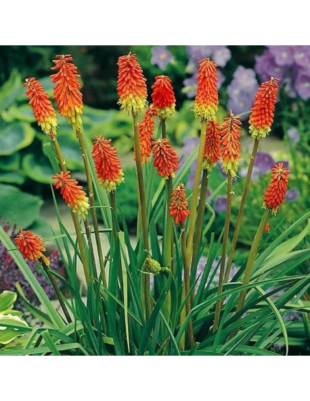 Kniphofia (Tritoma, Red Hot Poker) Flamenco