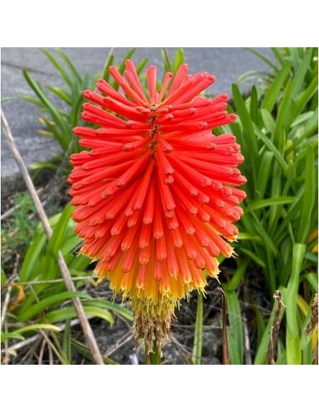 Kniphofia (Tritoma, Red Hot Poker) Flamenco