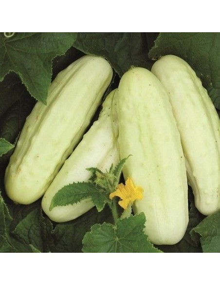 Graine Concombre blanc White Wonder
