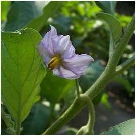 Aubergine 'Golden eggs' - Arbres aux oeufs d'or