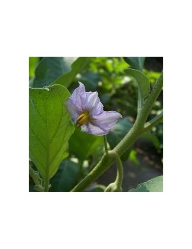 Aubergine 'Golden eggs' - Arbres aux oeufs d'or