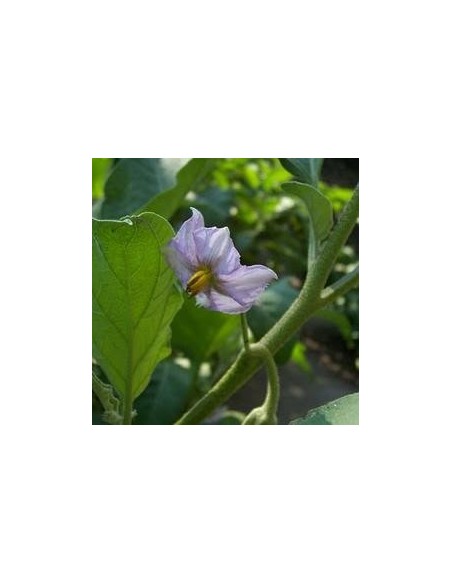 Aubergine 'Golden eggs' - Arbres aux oeufs d'or