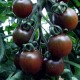 Graines Tomate cerise 'Black Cherry' seed