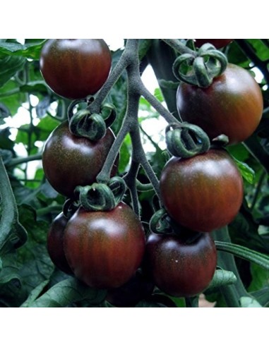 Graines Tomate cerise 'Black Cherry' seed