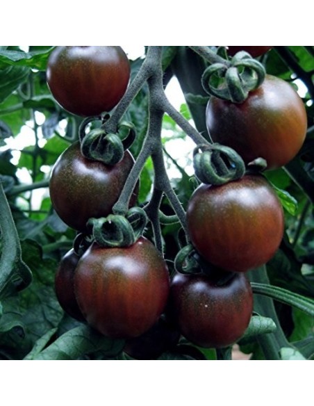 Graines Tomate cerise 'Black Cherry' seed