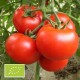 Tomate Burbank (tomate ancienne)
