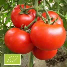 Tomate Burbank BIO (tomate ancienne)