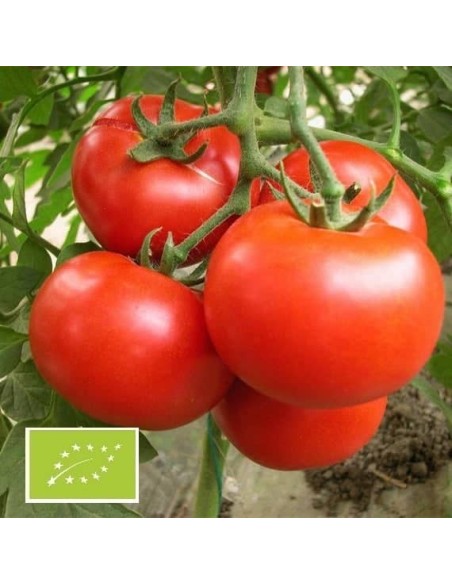 Tomate Burbank (tomate ancienne)